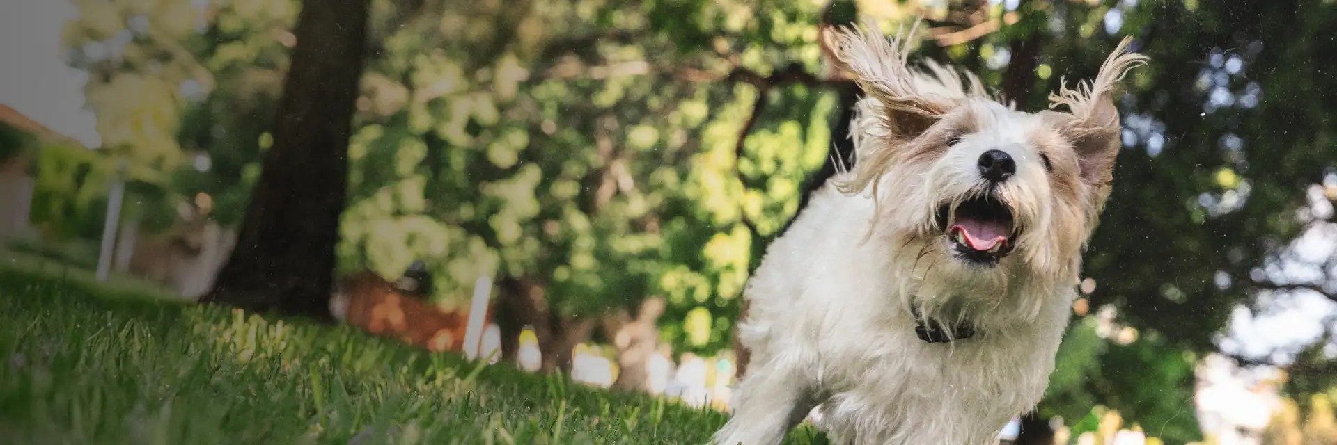 Premium nutrition for your dog banner